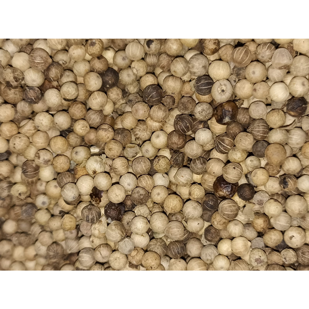 

LADA BAHAN/MERICA/SAHANG