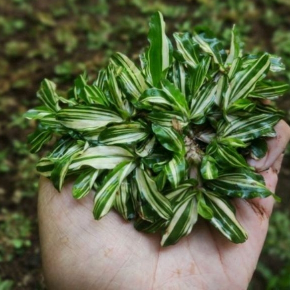 DIARY PETANI - Rumput Gajah Mini Variegata Putih Siap Tanam