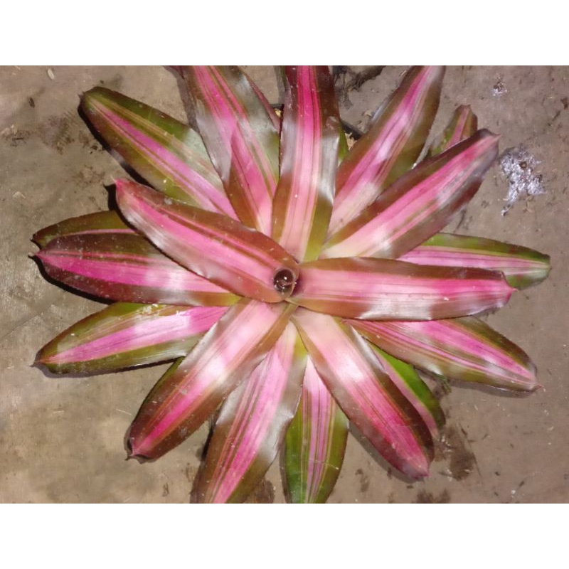 Bromelia trikaler