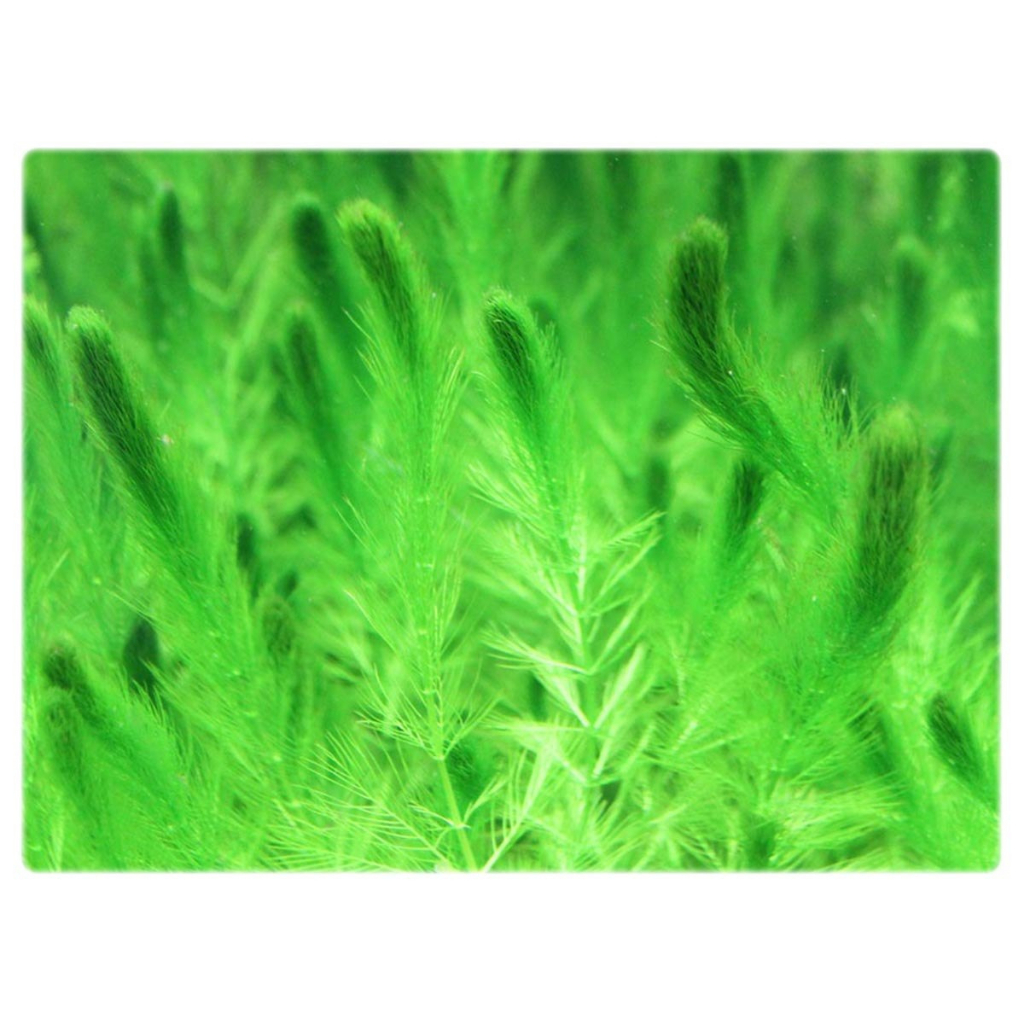 Myriophyllum simulans - Tanaman Aquascape