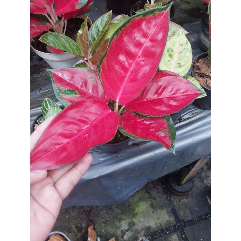 Aglonema Suksom Jaipong Mangkok Lokal