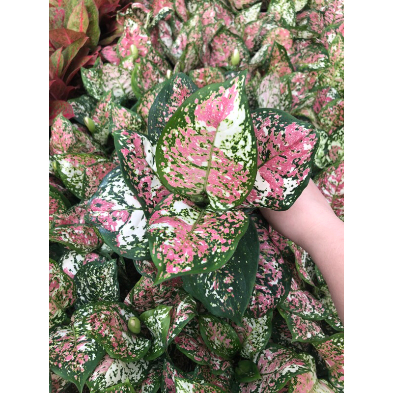 Aglaonema Tri Colour