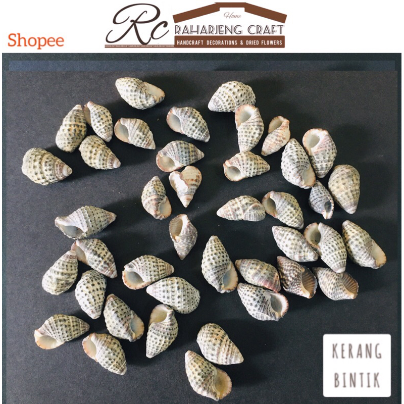 104 || 1 pack kulit Cangkang Kerang pasir bintik craft kerajinan dekorasi hiasan