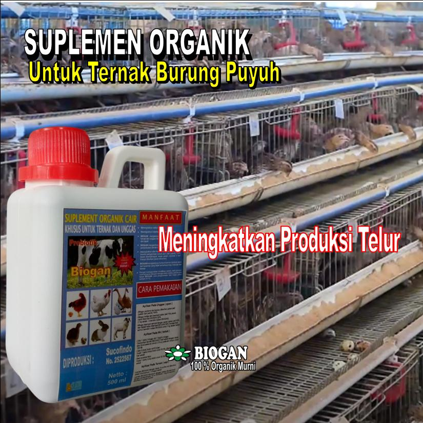 SOC BIOGAN Suplemen Organik Cair Untuk Dapat Meningkatkan Produksi Telur Puyuh
