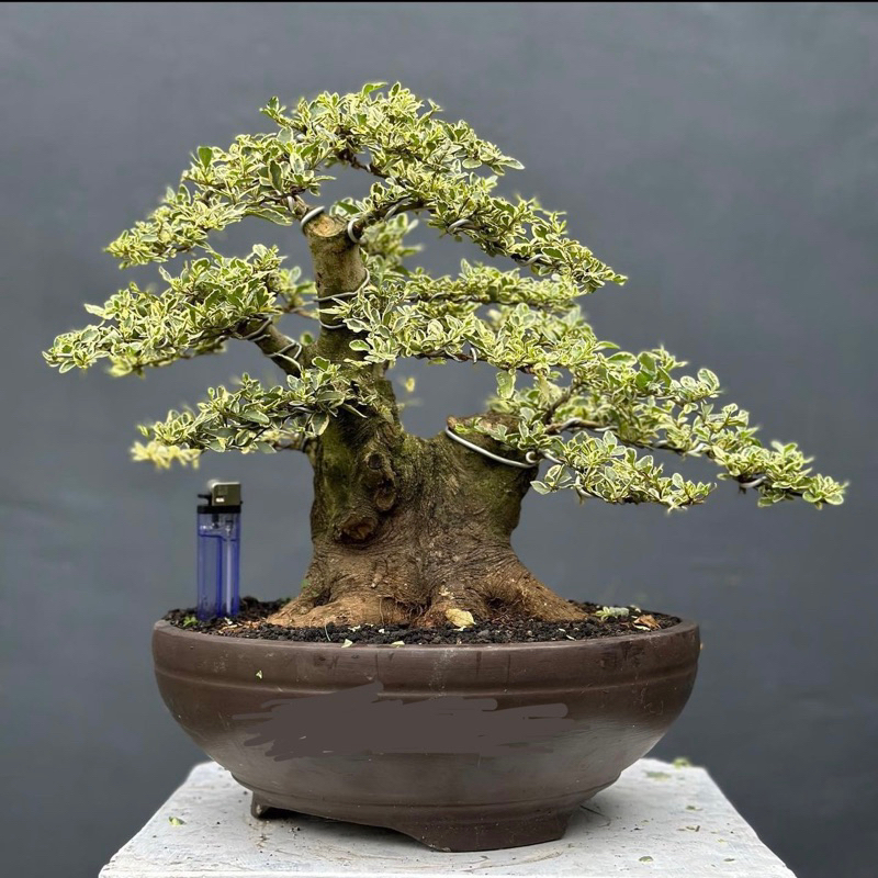 Bonsai ligustrum varigata pot keramik siap pajang bonsai legistrum siap pajang