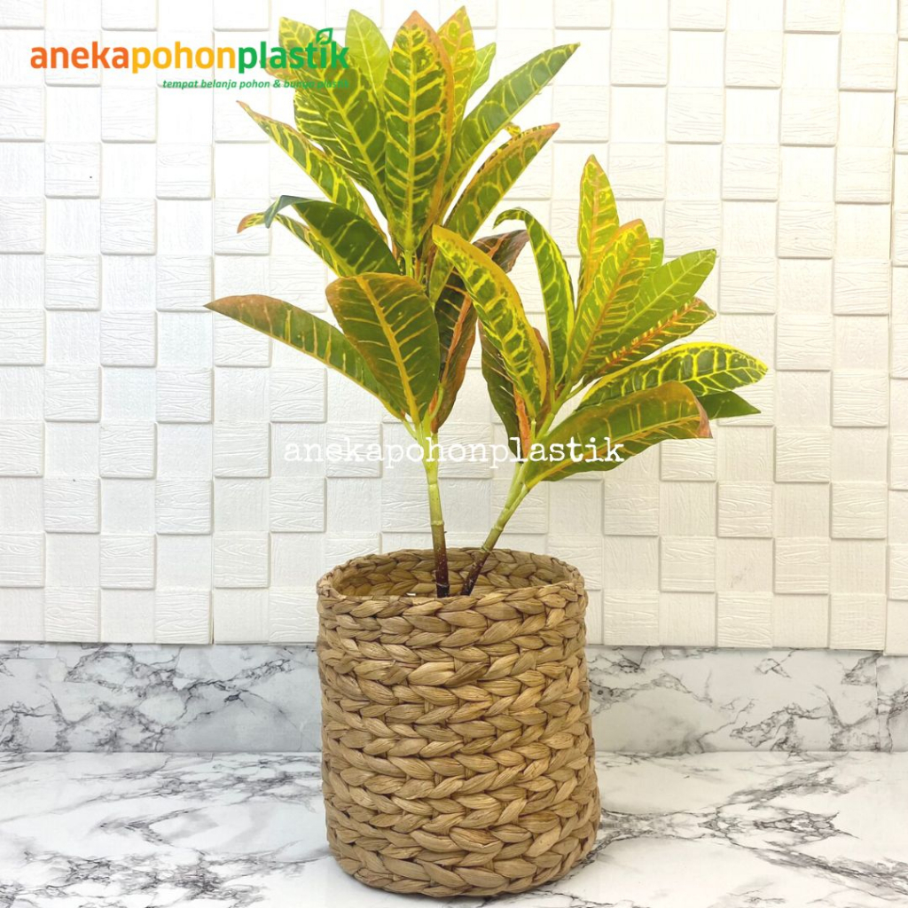 Pohon Hias Plastik Daun Puring Worten X2 T50 Cover Eceng Gondok Dekorasi Kamar Aesthetic