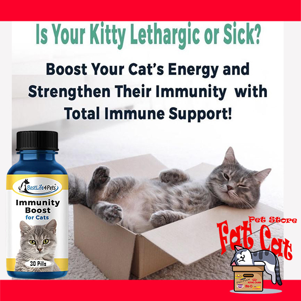 Vitamin BestLife4Pet immune booster Vitamin untuk hewan vitamin kucing - Per Pil