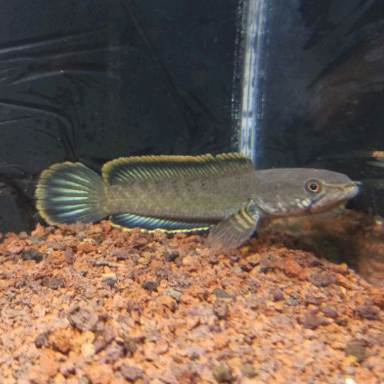 

LIMBATA LAWU 10-15CM