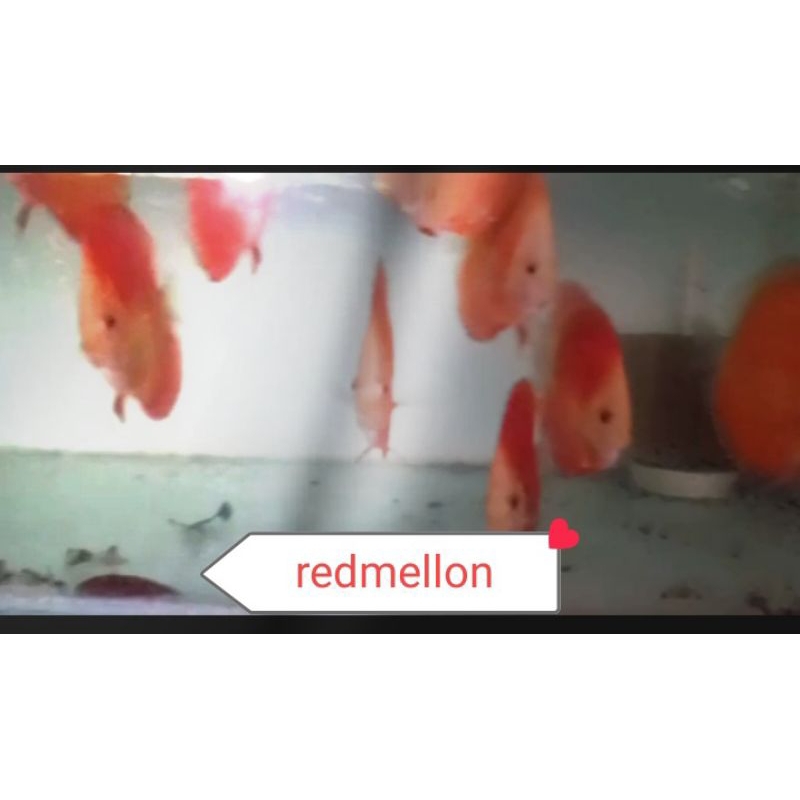 ikan Discus semua jenis ukuran 1-2 in