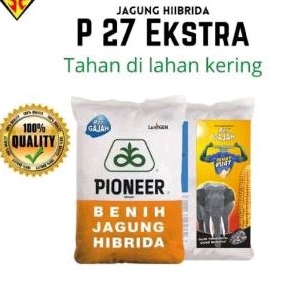 Benih jagung hibrida Pioneer P27 lumigen gajah 1kg