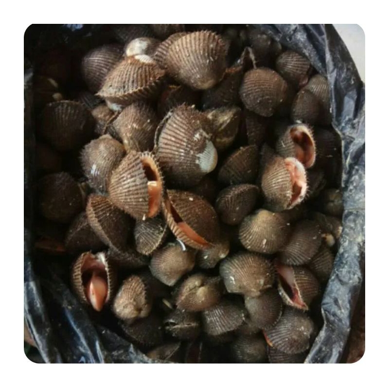 

kerang kulit 1 kg