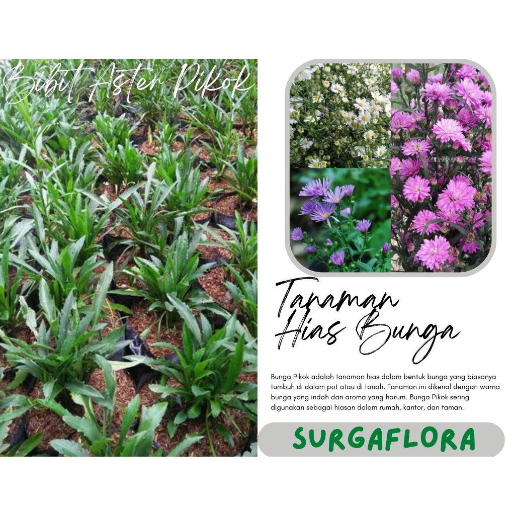 Bibit Bunga Pikok - Bibit Aster Peacock Belum Berbunga