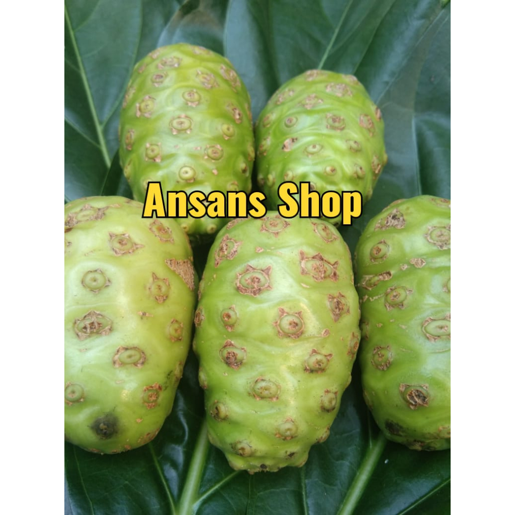 

500 gram herbal buah mengkudu pace fresh segar dipetik dadakan saat ada pesanan