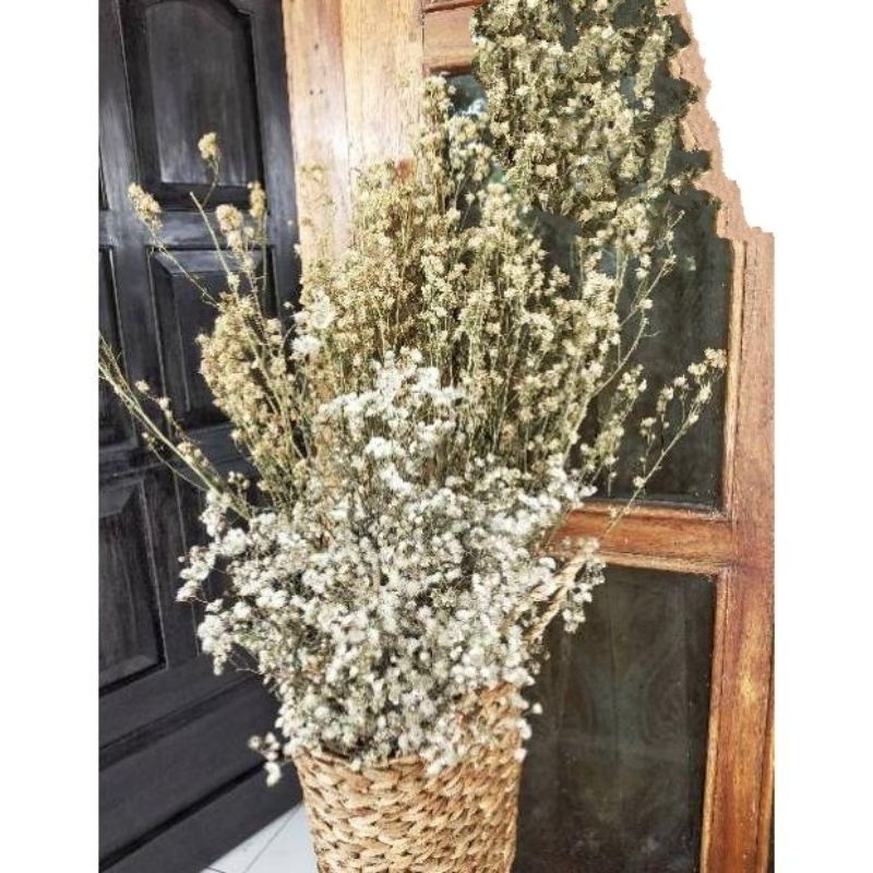 Bunga Kering Aesthetic Dried Flowers / Bunga Dandelion Mini / Bunga Hoasan Dekorasi