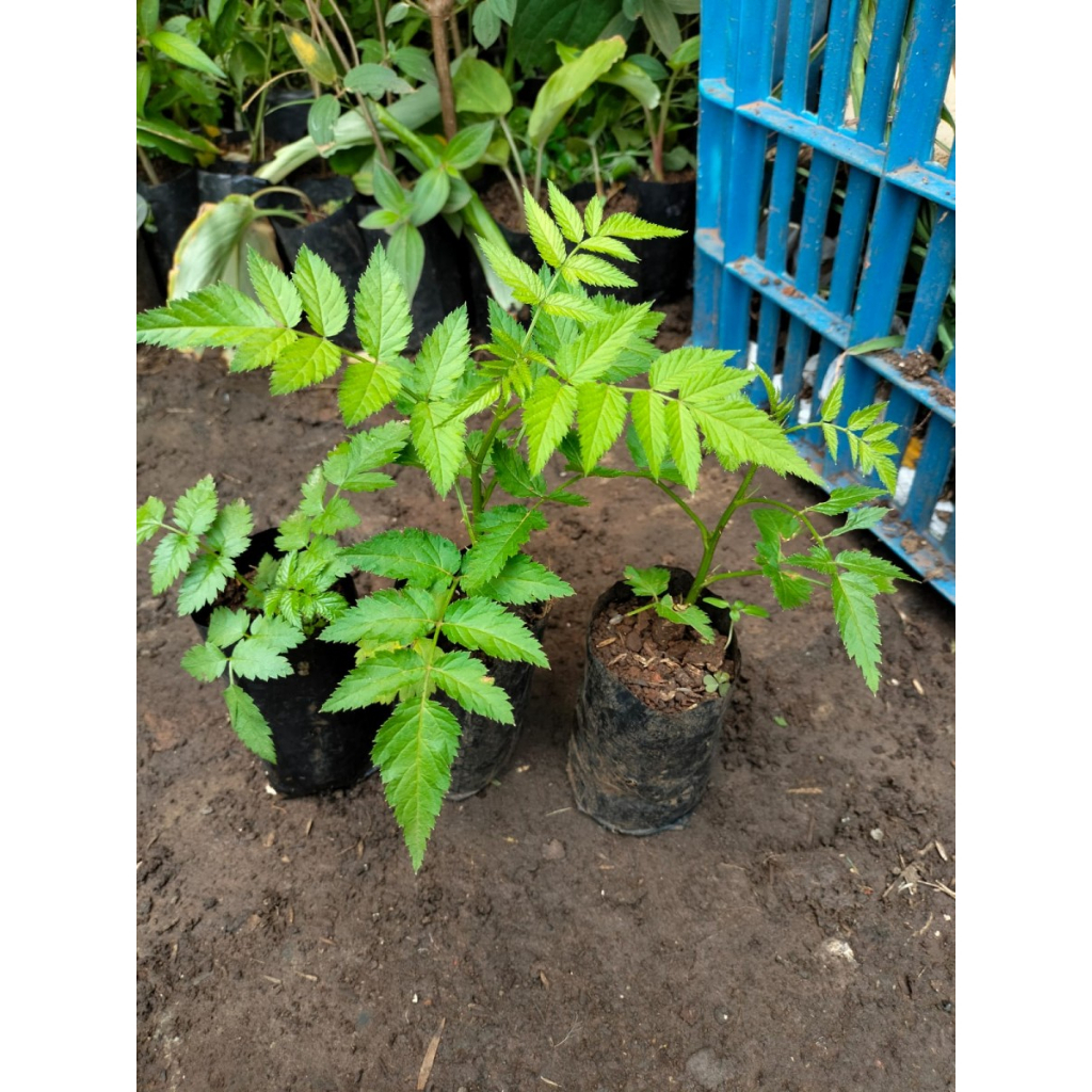 Bibit Tanaman Raspberry - Pohon Buah Raspberry - Buah Arbei