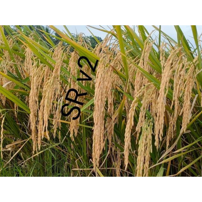 benih padi sr v2 1kg