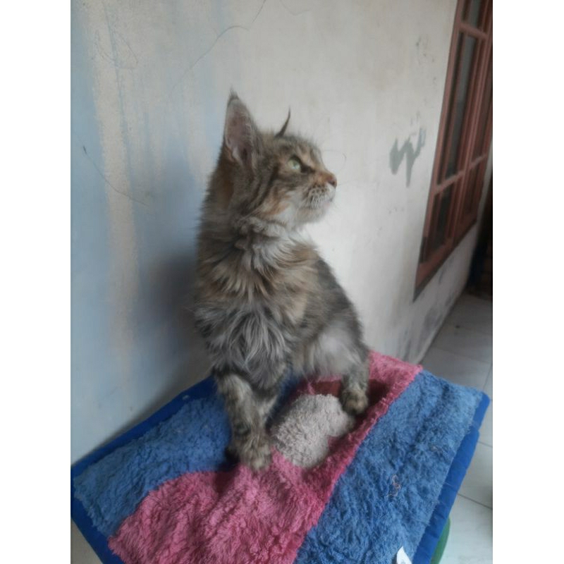 kucing mainecoon bsh exo himalaya peaknose ragdol scottish persia