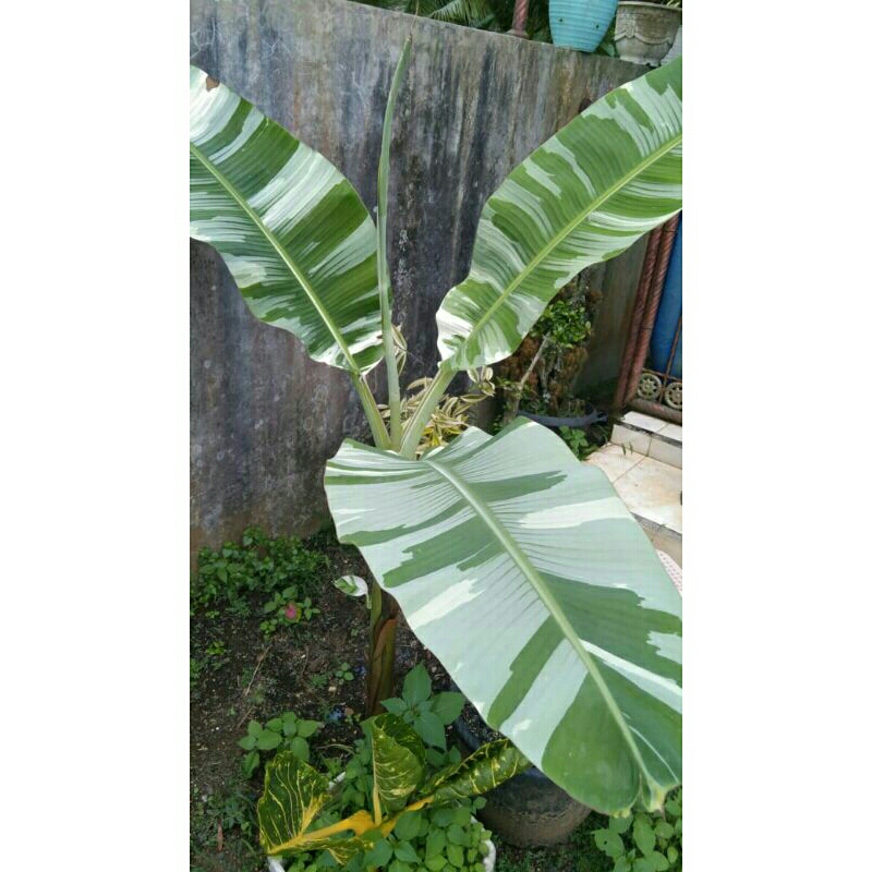 Bibit Pisang Florida Variegata