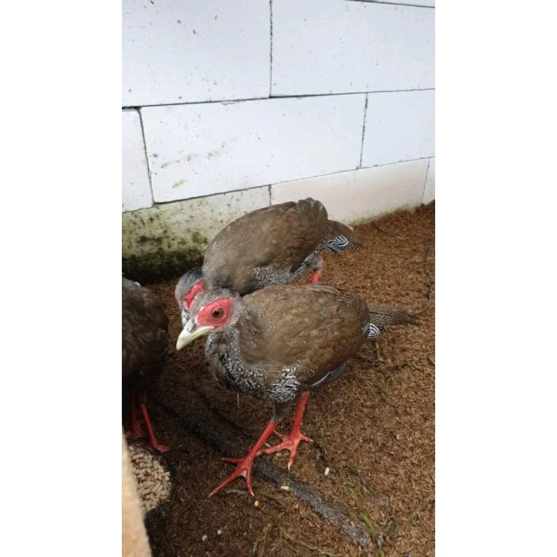 TELUR AYAM HIAS SILVER PHEASANT UNTUK DITETASKAN