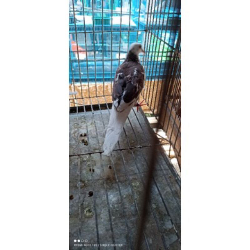 BURUNG DEKUKUR ATAU TEKUKUR WARNA BLOROK SUPER RAWATAN JANTAN BETINA READYY