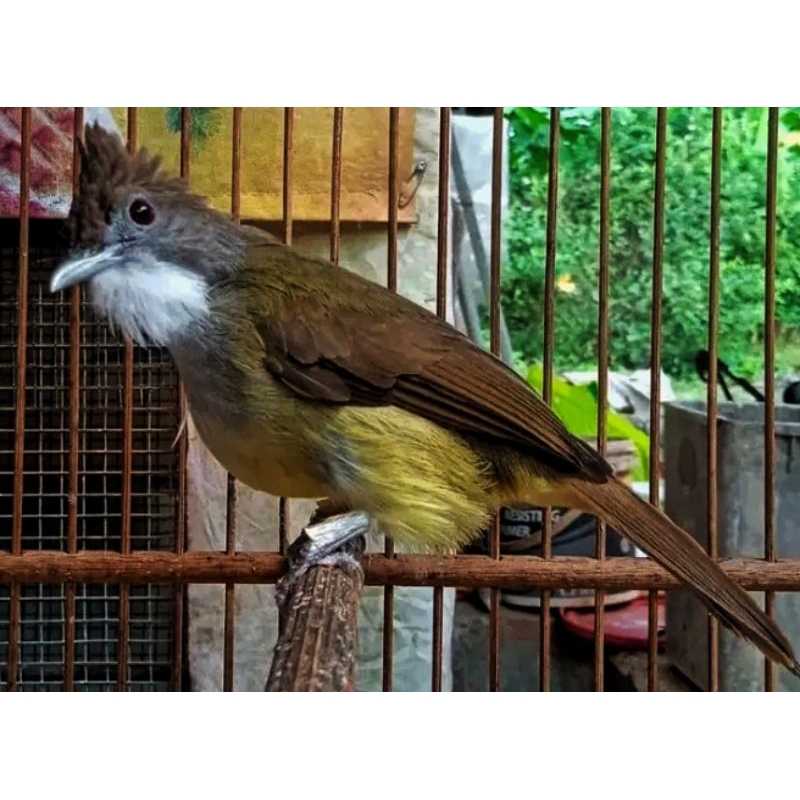 CUCAK JENGGOT JAWA