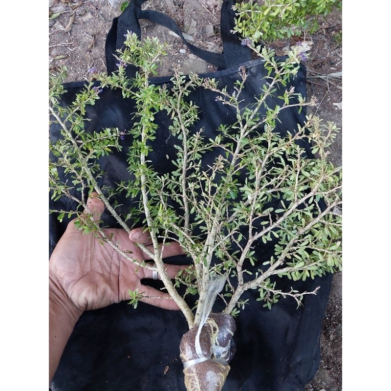 saeng simbur micro vietnam