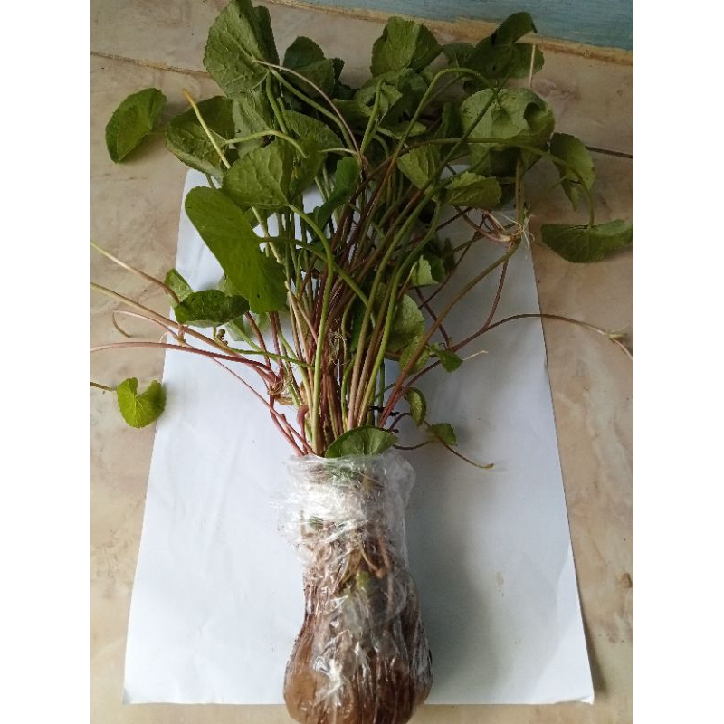 Bibit Daun antanan Merah