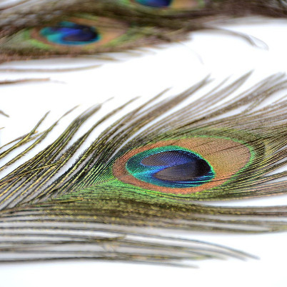Peacock Feathers - Bulu Merak Artificial (5pcs)