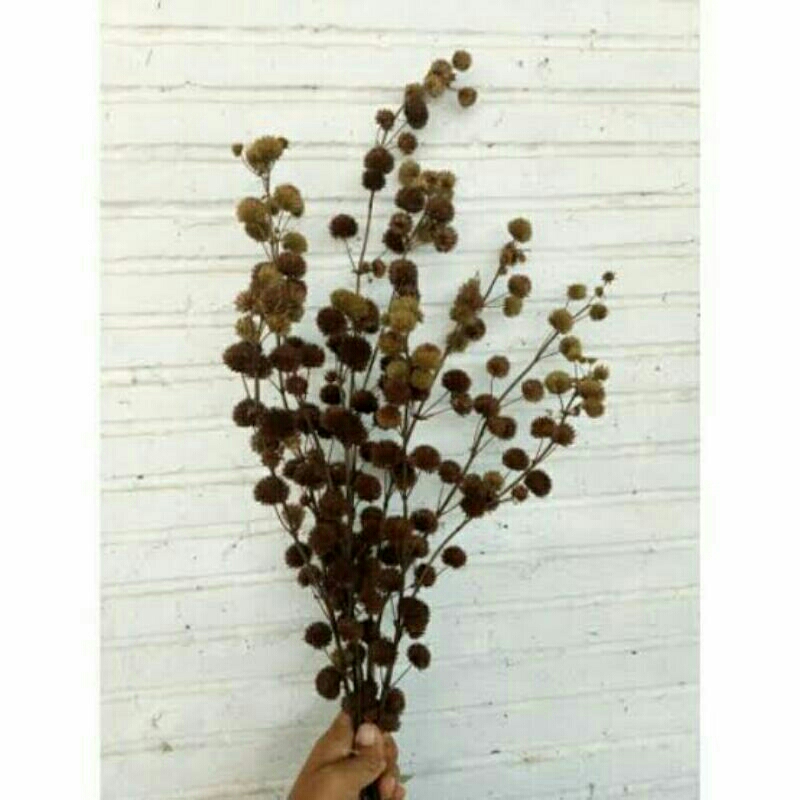 BUNGA KERING POMPOM/BUNGA DEKORASI POMPOM