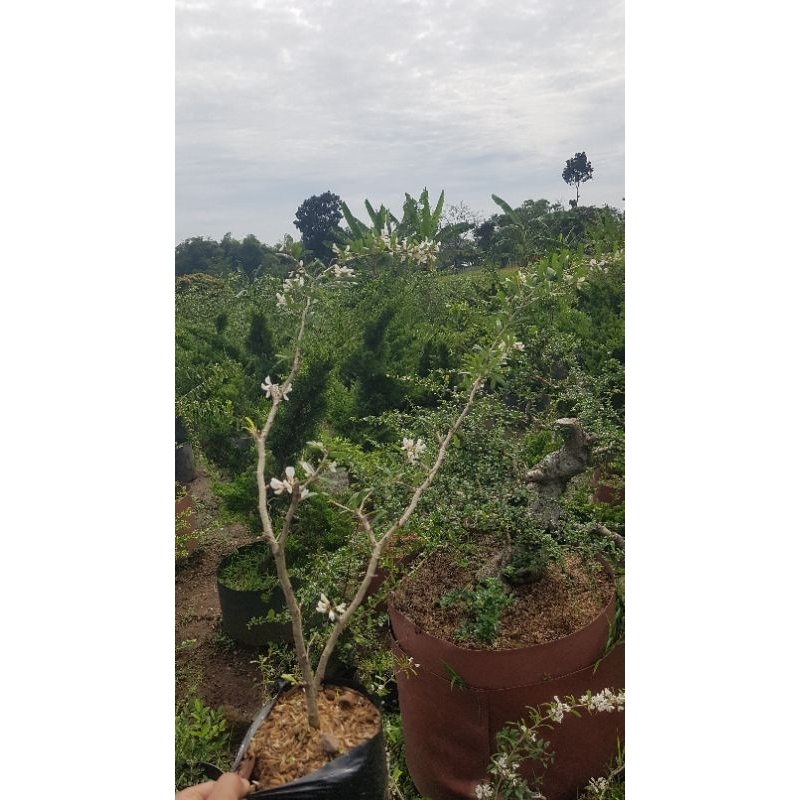 Bahan bonsai saeng simbur vietnam mikro bunga putih -/+ 60 cm