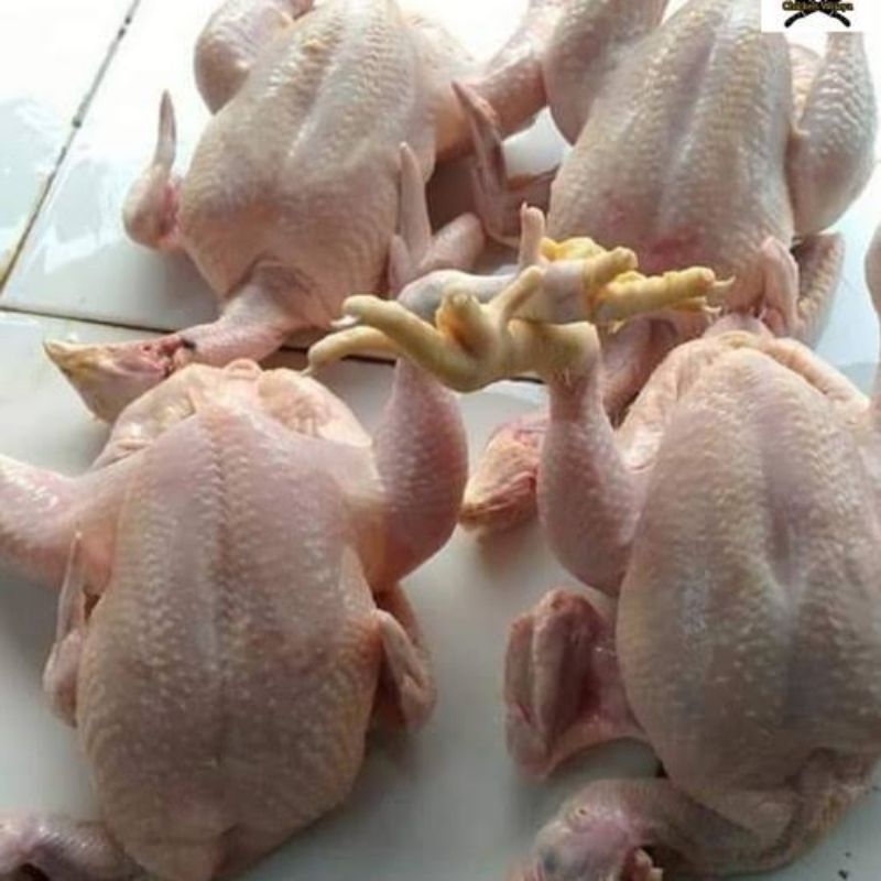 

Ayam Boiler