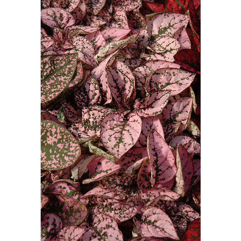 Benih Bibit Biji - Hypoestes Splash Select Pink Ornamental Plant Seeds - IMPORT