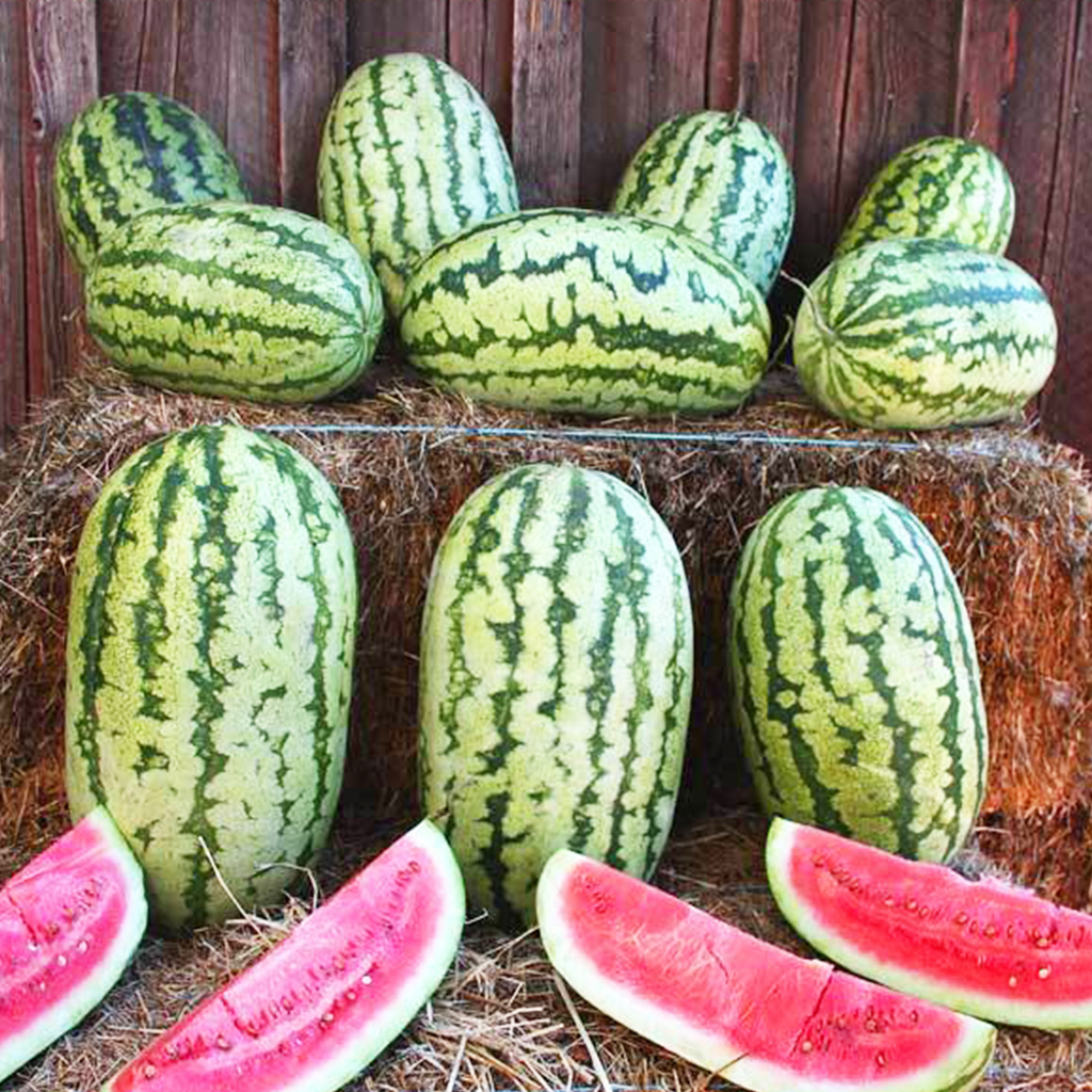 Benih Bibit Biji - Watermelon Striped Klondike Blue Ribbon Semangka Seeds - IMPORT