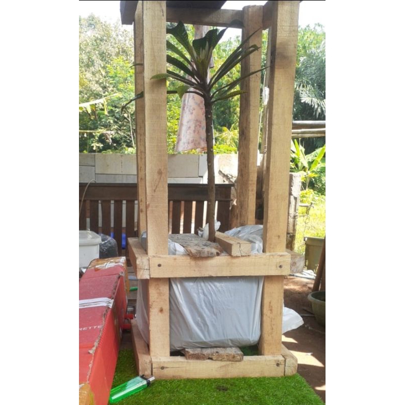 Paket Mamey sapote stabil dan 5 alpukat tanpa biji 1 meter