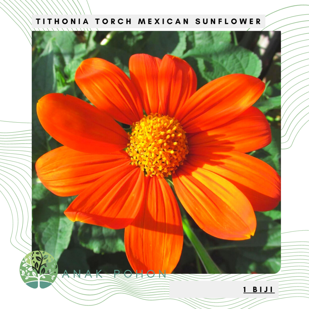 Benih Bibit Biji - Bunga Mexican Sunflower Tithonia Torch Flower Seeds - IMPORT