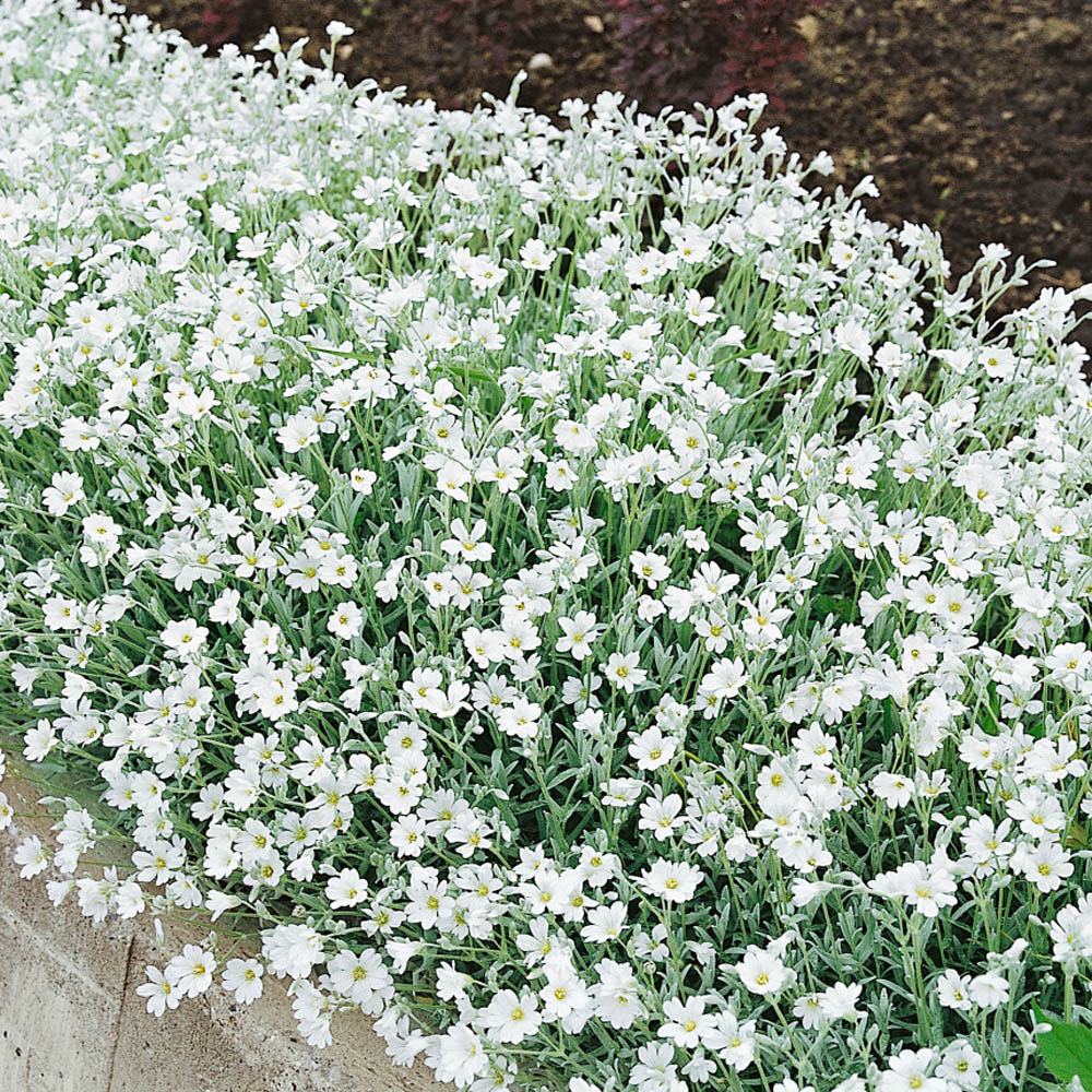 Benih Bibit Biji - Bunga Snow In Summer Cerastium tomentosum Penutup Tanah Creeping Flower Seeds - IMPORT