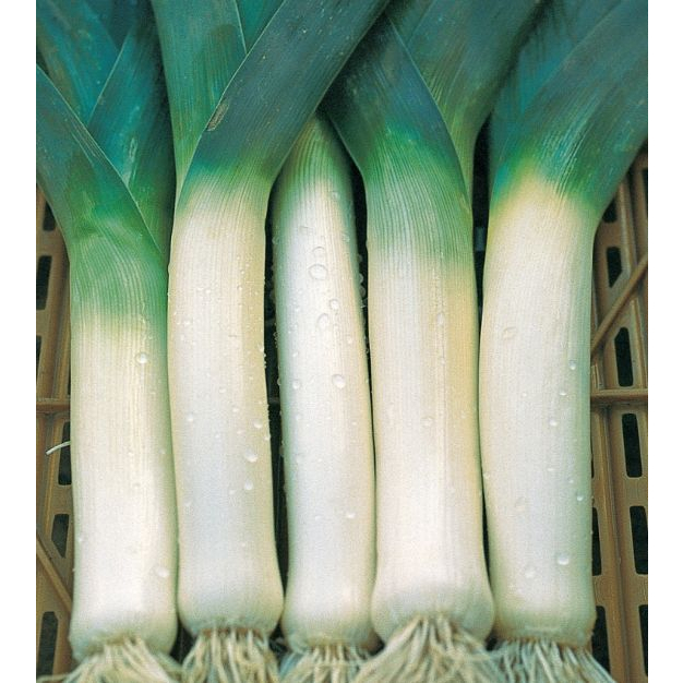 Benih Bibit Biji - Leek Blue De Solaise Heirloom Seeds - IMPORT