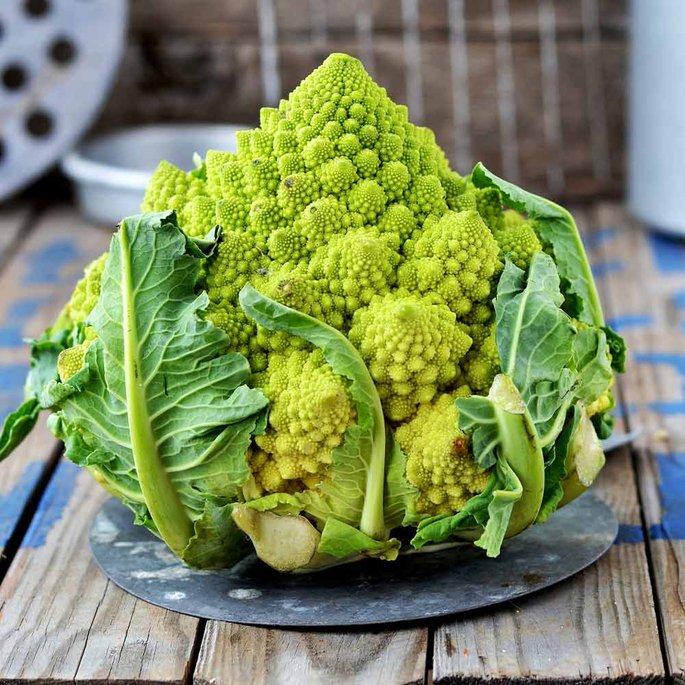 Benih Bibit Biji - Italian Cauliflower Romanesco Ottobrino Seeds - IMPORT