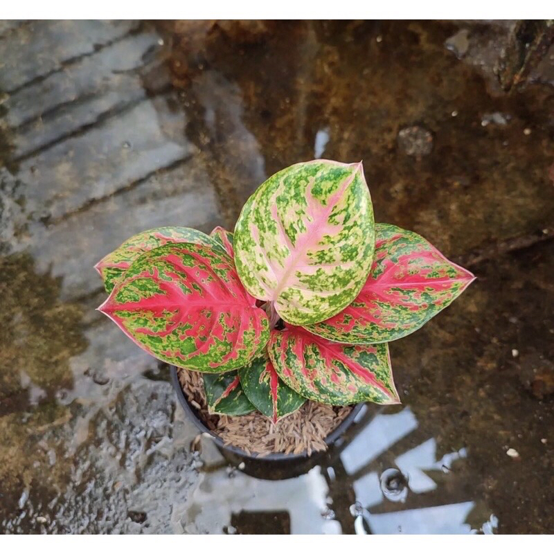 TANAMAN HIAS AGLONEMA WULANDARI BABY