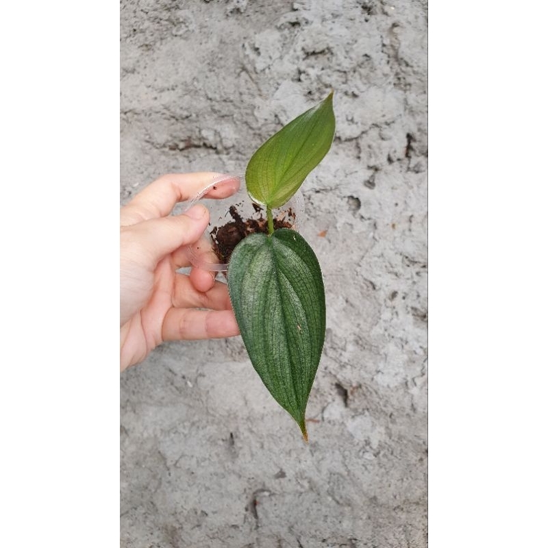 philodendron burlemarx fantasy pucuk 2 daun