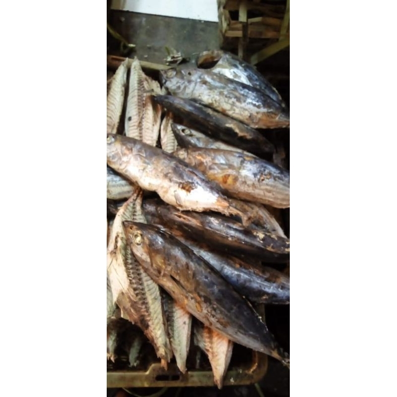 

Ikan Tongkol Satuan