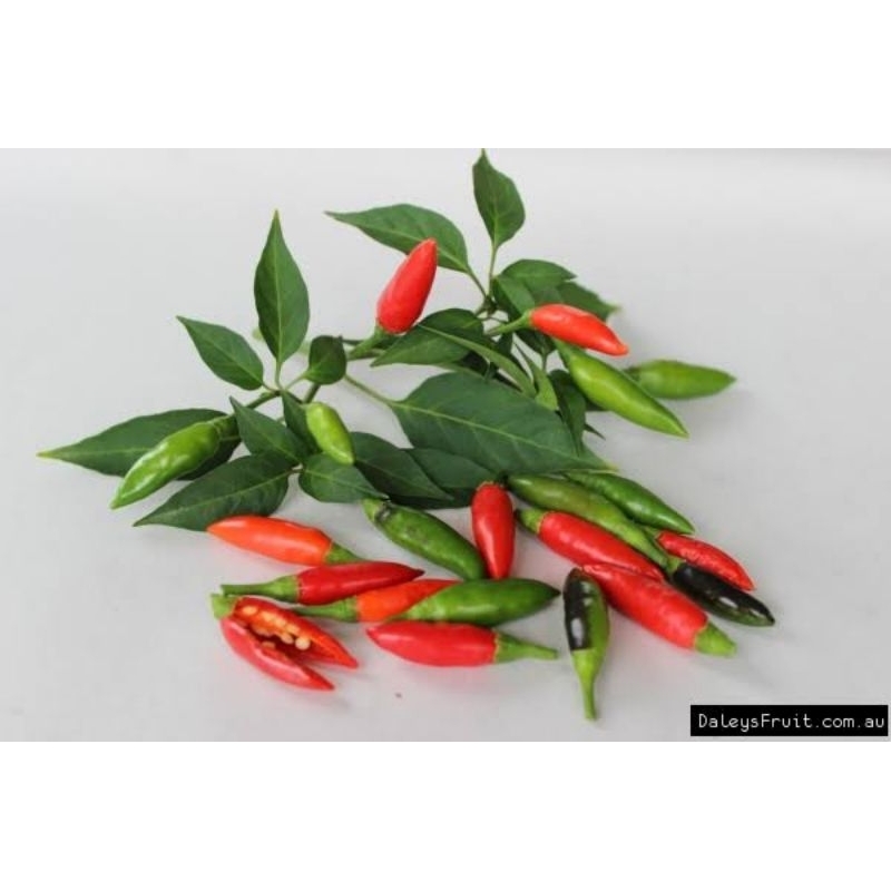 Benih biji cabe rawit super unggul