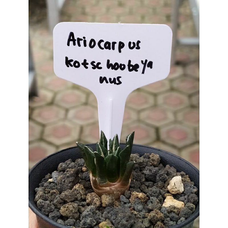 ariocarpus kotschoubeyanus | TANAMAN HIAS