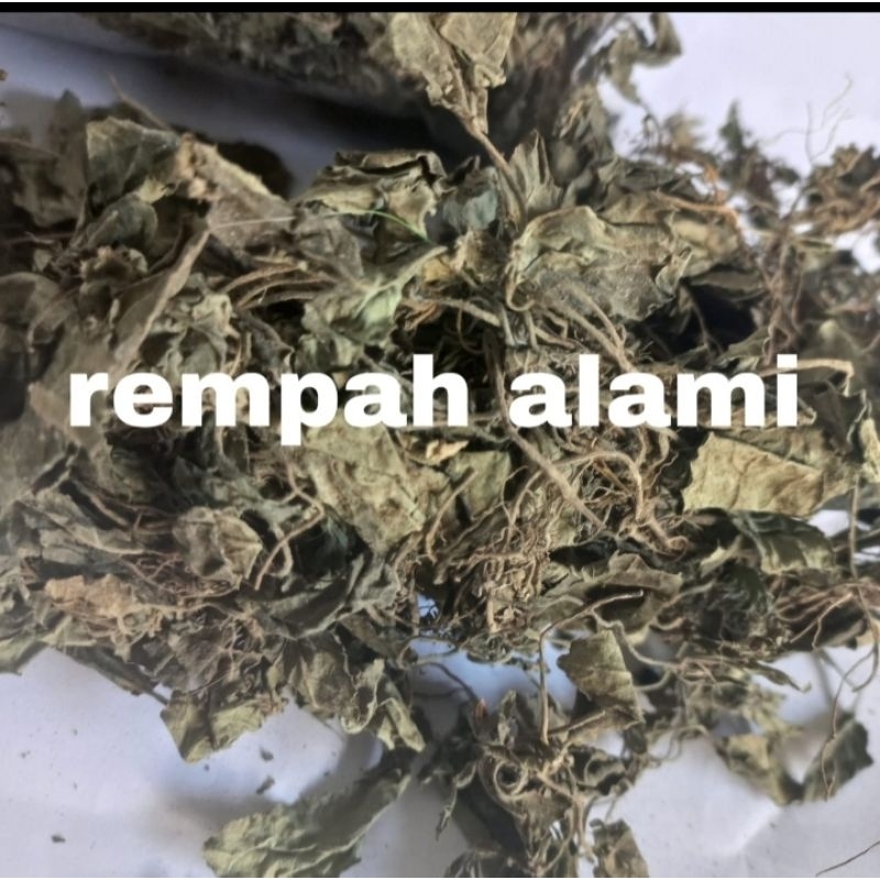 

Daun gempur batu 100gr