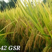 Biji Padi Unggul Inpari 42 Agritan GSR 5kg