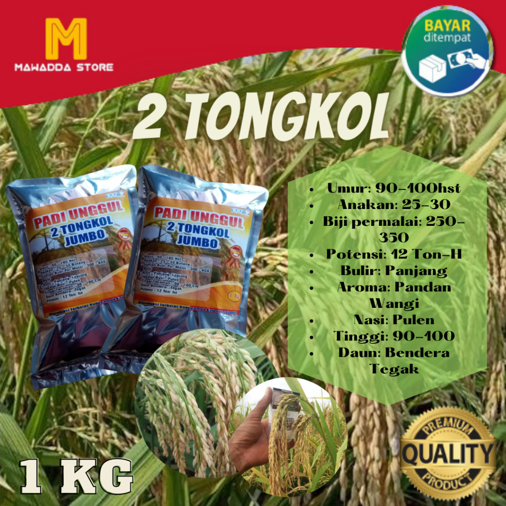 Benih Padi Unggul Bibit Padi Tongkol 2 Jumbo 1kg