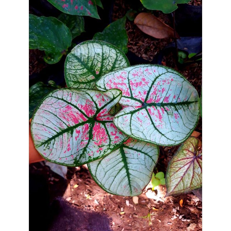 Tanaman hias hidup bunga caladium hybrite 03