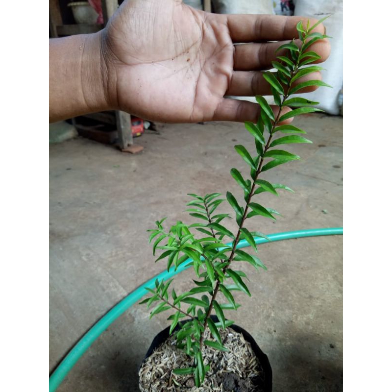 bibit anting putri mikro bahan bonsai