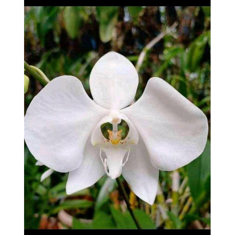 Anggrek phalaenopsis amabilis