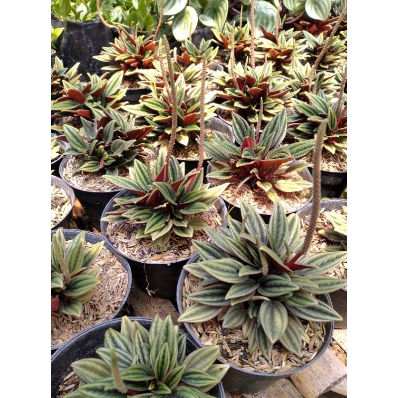 Peperomia Rosso